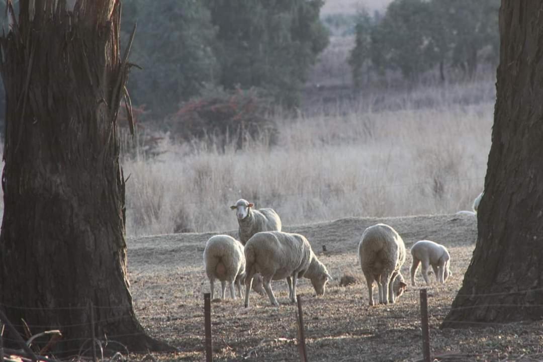 Forellenhof Guest Farm Wakkerstroom Eksteriør billede