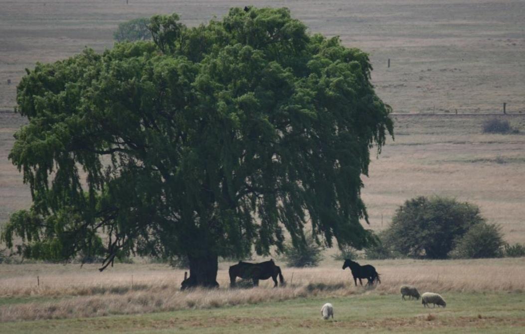 Forellenhof Guest Farm Wakkerstroom Eksteriør billede