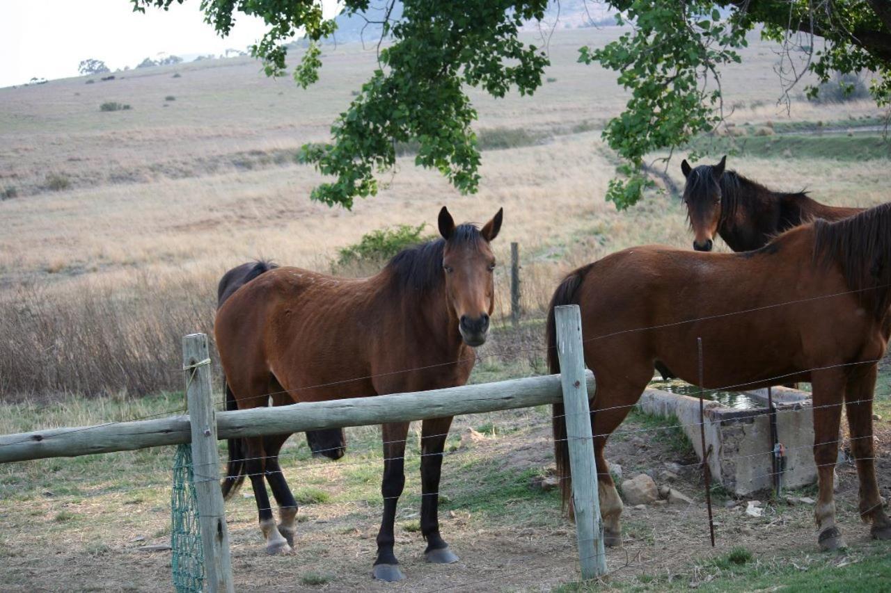 Forellenhof Guest Farm Wakkerstroom Eksteriør billede